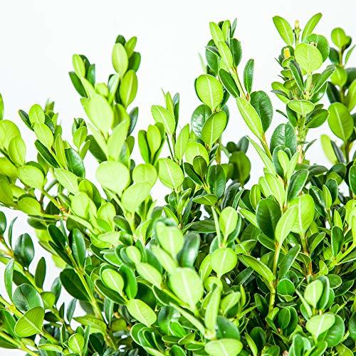 BOXWOOD   GREENS